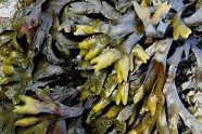 Les Aliments Riches En Calcium (Liste Complète)